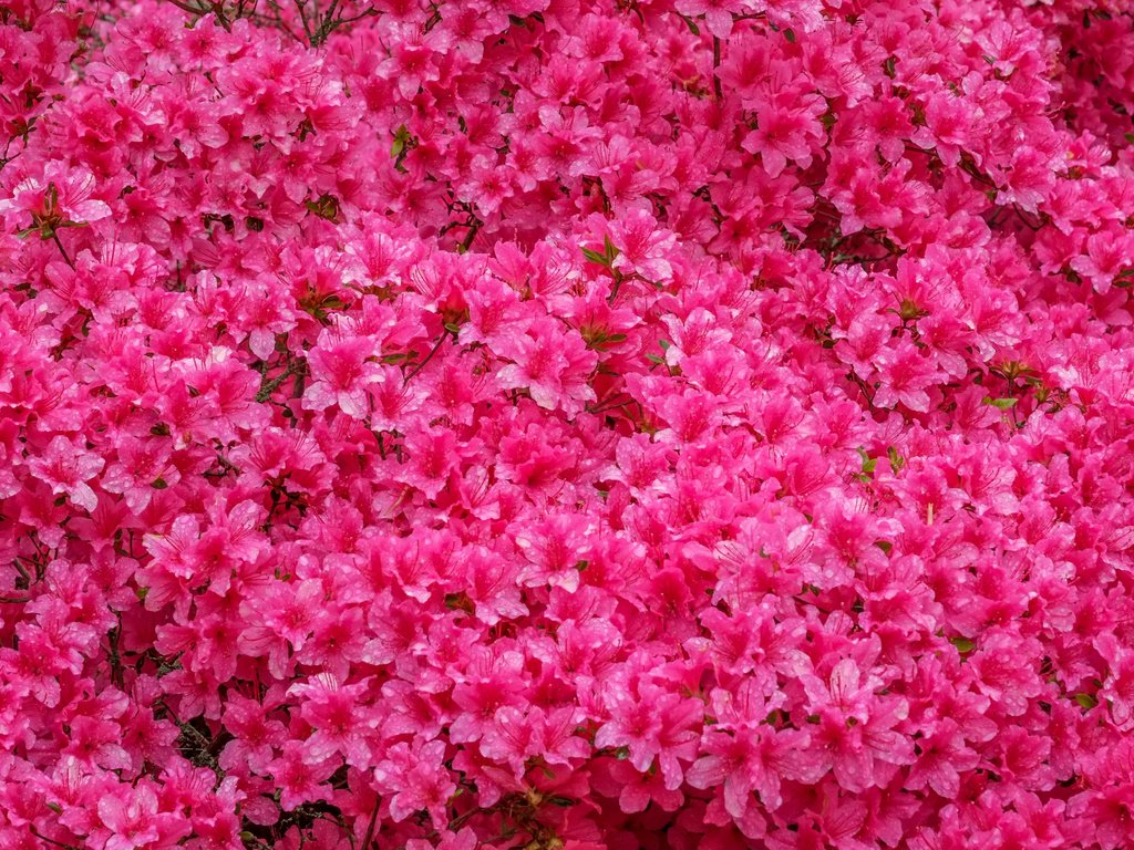 Обои цветы, азалия, рододендрон, jazzmatica, flowers, azalea, rhododendron разрешение 4896x2760 Загрузить