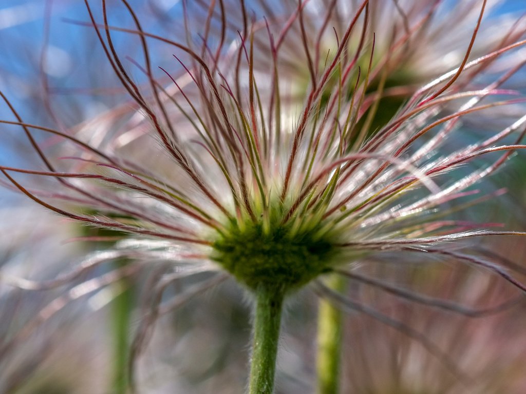 Обои цветы, макро, сон-трава, прострел, jazzmatica, flowers, macro, sleep-grass, cross разрешение 4896x2760 Загрузить