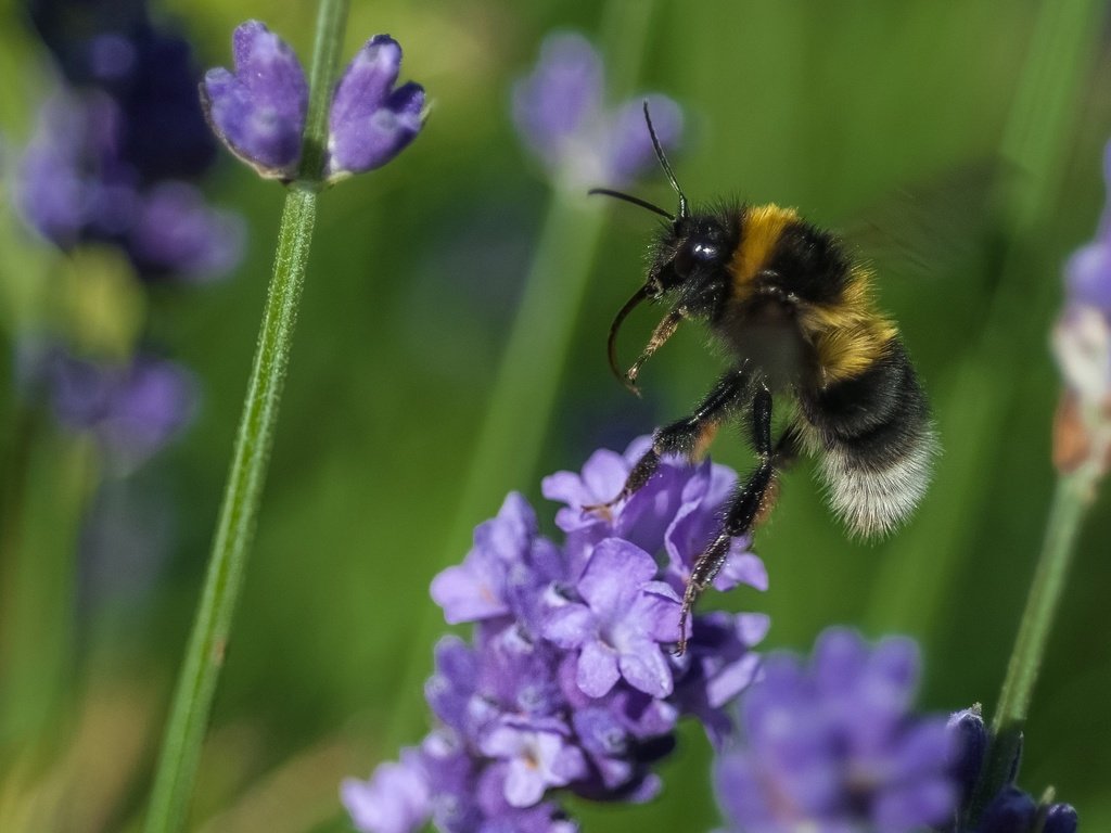 Обои цветы, макро, насекомое, растение, пчела, шмель, flowers, macro, insect, plant, bee, bumblebee разрешение 2048x1360 Загрузить