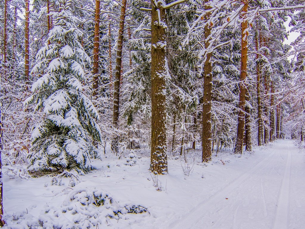 Обои дорога, деревья, снег, лес, зима, стволы, road, trees, snow, forest, winter, trunks разрешение 4000x2250 Загрузить