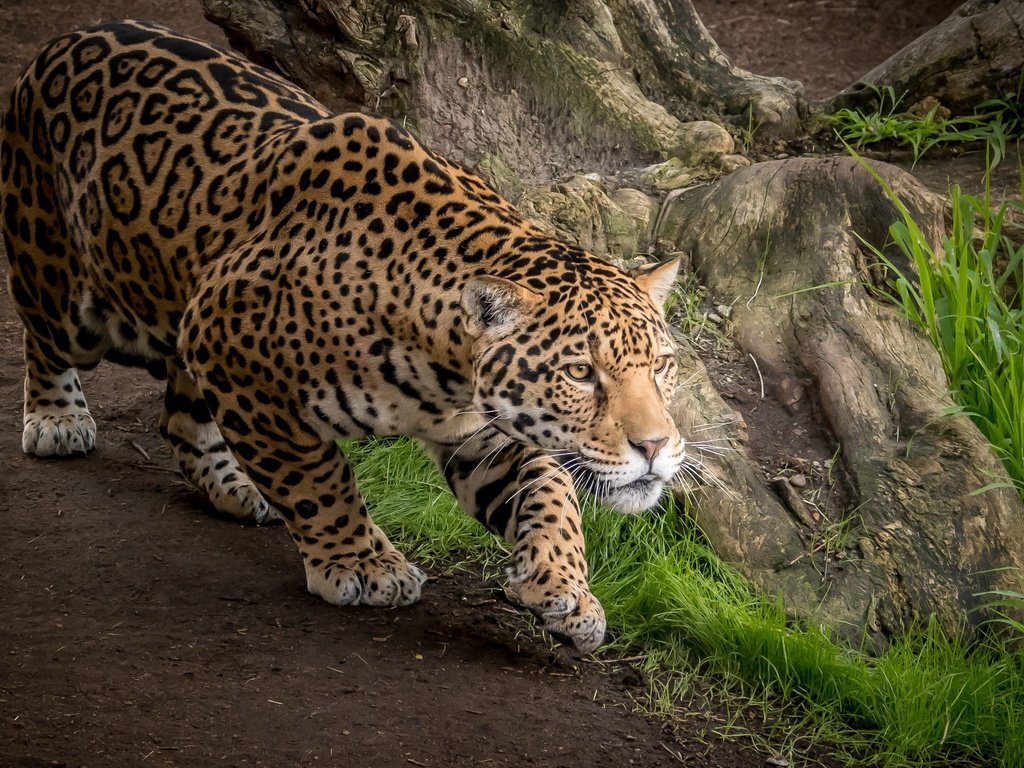 Обои хищник, ягуар, дикая кошка, predator, jaguar, wild cat разрешение 3000x2000 Загрузить