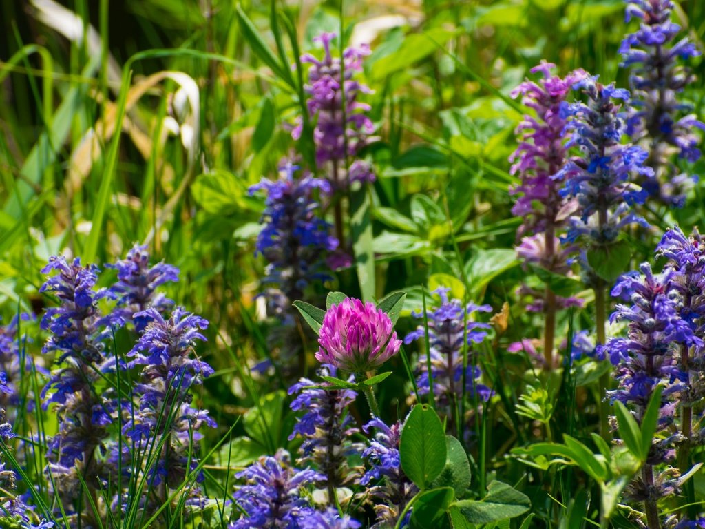 Обои цветы, трава, клевер, лето, луг, полевые цветы, шалфей, flowers, grass, clover, summer, meadow, wildflowers, sage разрешение 2048x1365 Загрузить