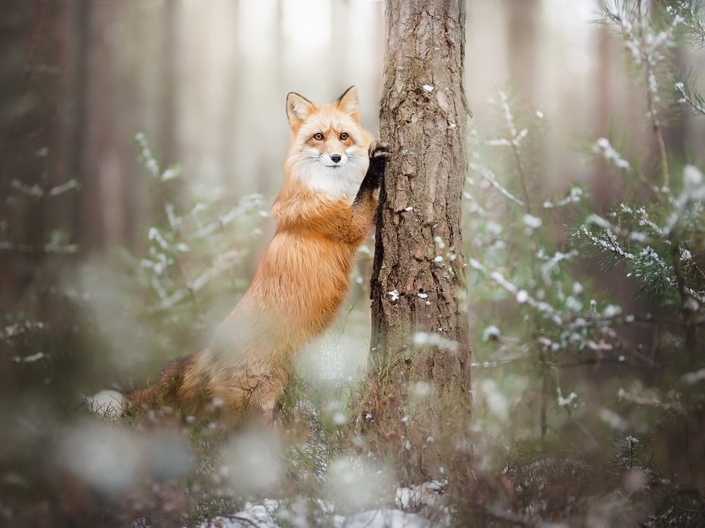 Обои лес, зима, лиса, лисица, животное, forest, winter, fox, animal разрешение 2048x1366 Загрузить