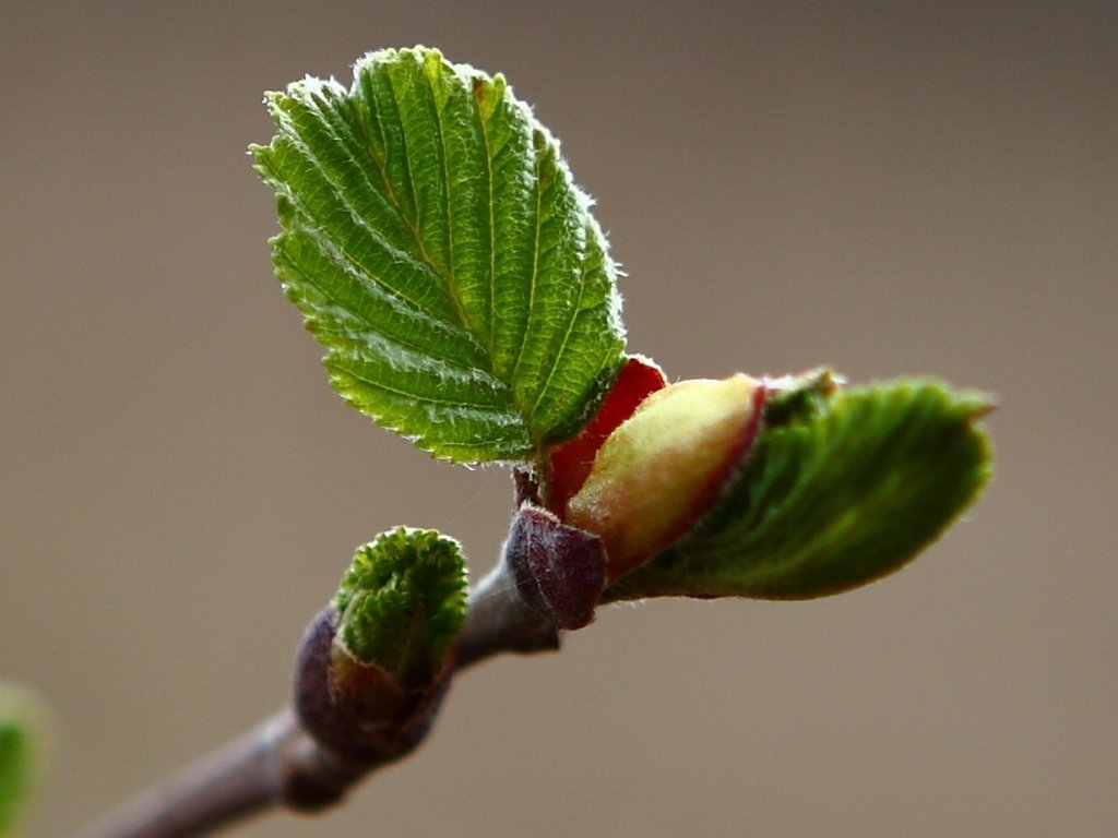 Обои макро, весна, листочки, ольха, macro, spring, leaves, alder разрешение 1920x1200 Загрузить