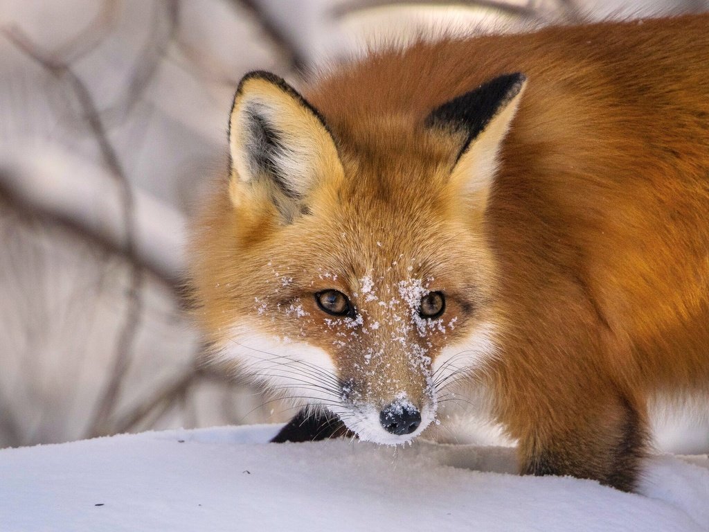 Обои морда, снег, зима, рыжая, лиса, лисица, животное, face, snow, winter, red, fox, animal разрешение 2048x1520 Загрузить