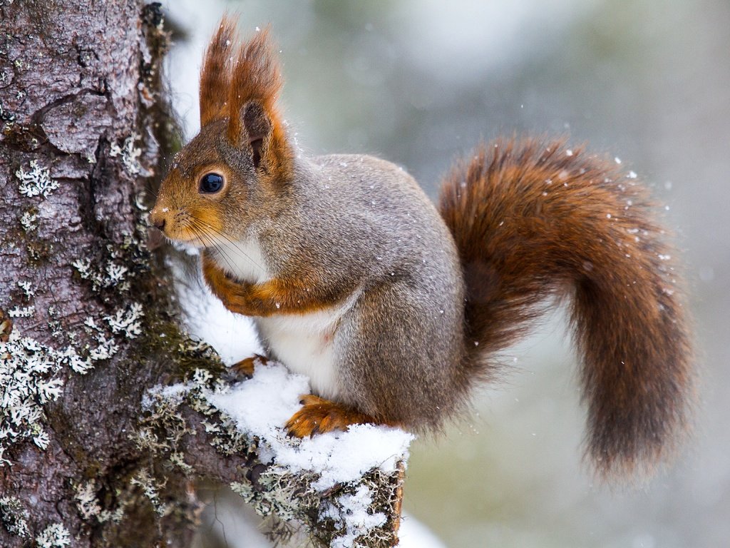 Обои снег, дерево, белка, хвост, белочка, грызун, snow, tree, protein, tail, squirrel, rodent разрешение 5184x3456 Загрузить