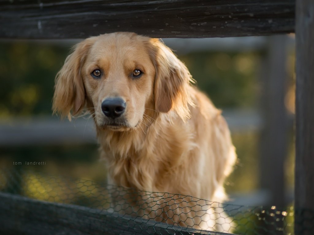 Обои глаза, морда, взгляд, собака, друг, золотистый ретривер, eyes, face, look, dog, each, golden retriever разрешение 1920x1280 Загрузить