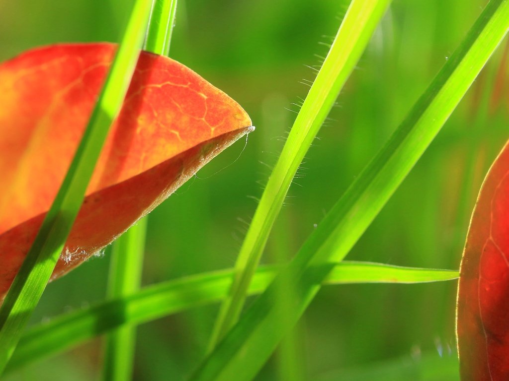 Обои трава, природа, листья, макро, grass, nature, leaves, macro разрешение 2048x1332 Загрузить