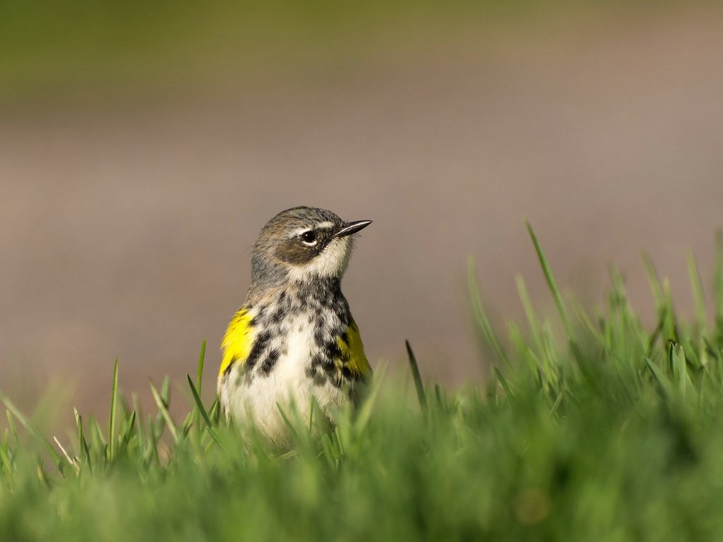 Обои трава, природа, птица, клюв, grass, nature, bird, beak разрешение 2048x1326 Загрузить