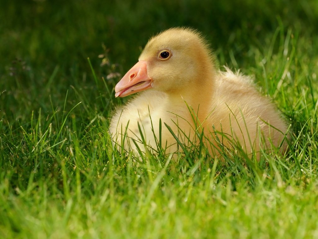 Обои трава, гусенок, птенец, природа, лето, птица, малыш, язык, гусь, grass, gosling, chick, nature, summer, bird, baby, language, goose разрешение 3337x1877 Загрузить