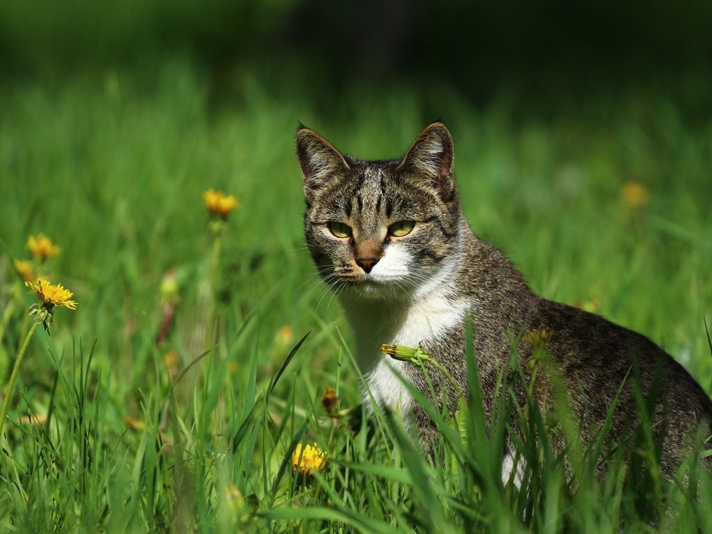 Обои цветы, зелень, кот, кошка, травка, мордашка, одуванчики, киса, flowers, greens, cat, weed, face, dandelions, kitty разрешение 1920x1280 Загрузить