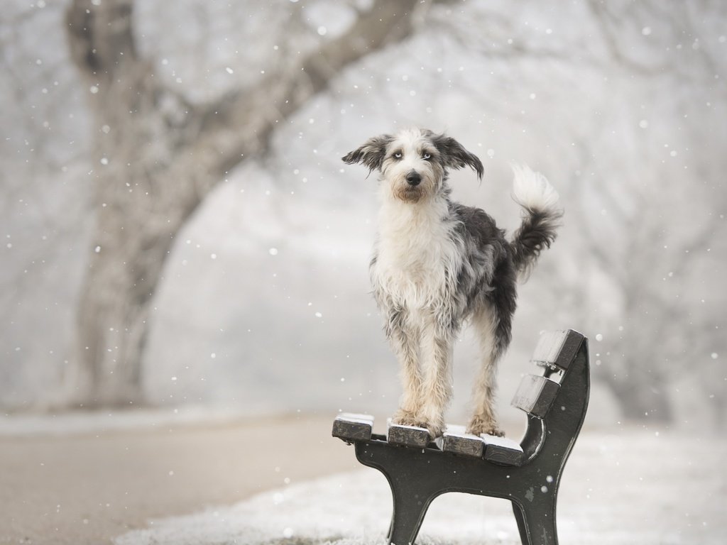Обои снег, зима, собака, друг, скамья, calis pictures, snow, winter, dog, each, bench разрешение 2560x1707 Загрузить