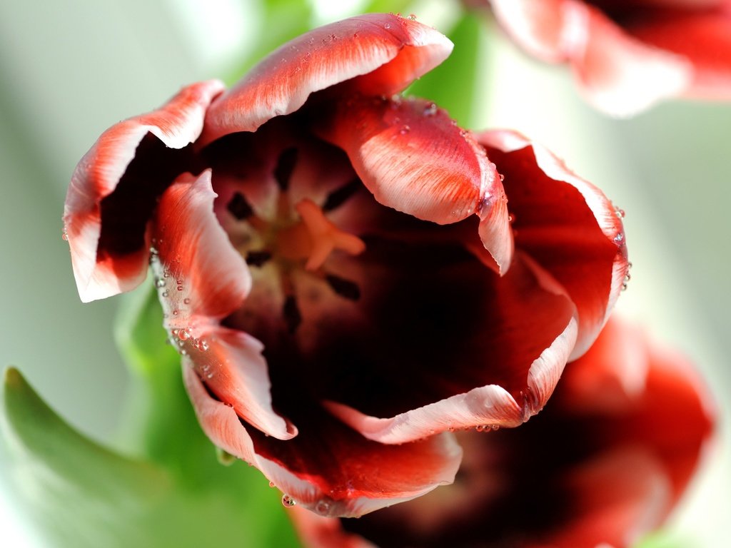 Обои макро, цветок, роса, капли, бутон, тюльпан, macro, flower, rosa, drops, bud, tulip разрешение 2550x1694 Загрузить
