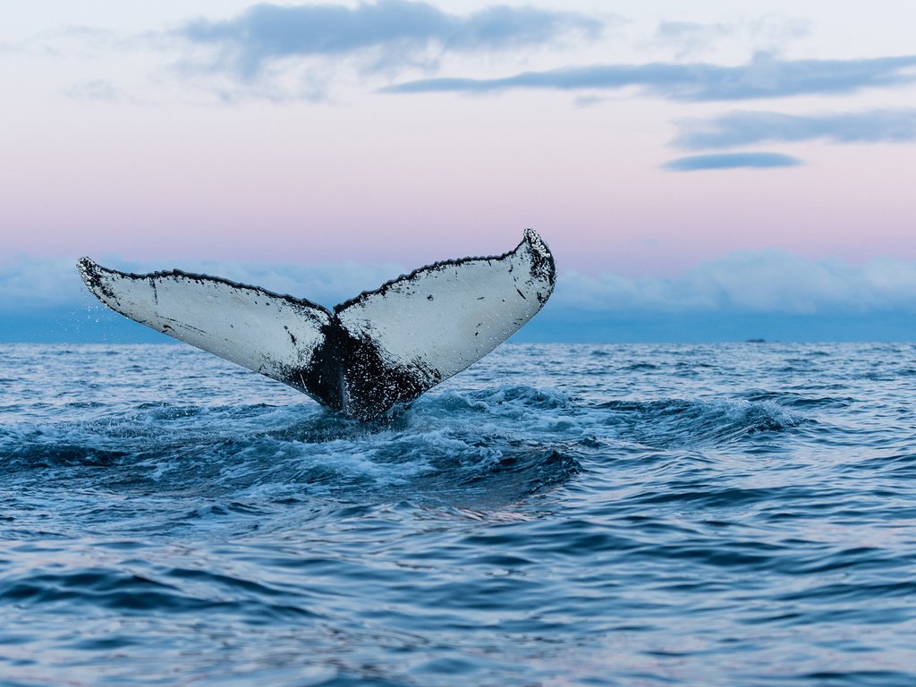 хвост, кит, подводный мир, горбатый кит, the sky, water, horizon, tail, kit...