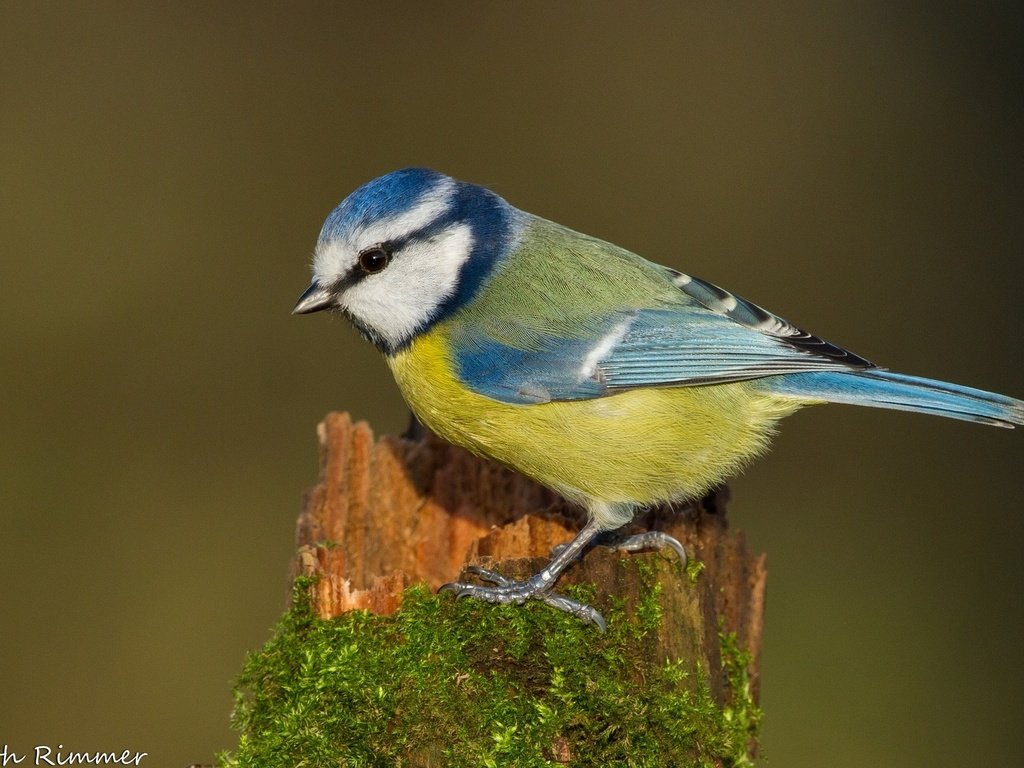 Обои сидит, птица, синица, sitting, bird, tit разрешение 1920x1200 Загрузить