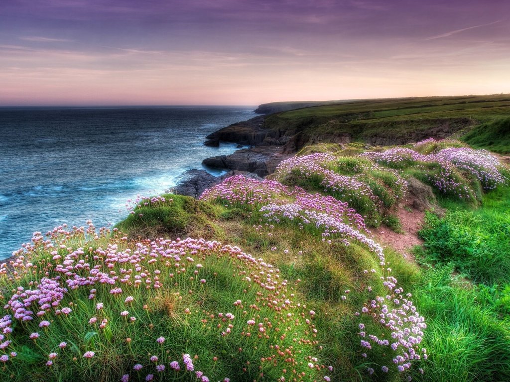 Обои цветы, вечер, скалы, берег, море, побережье, flowers, the evening, rocks, shore, sea, coast разрешение 2560x1707 Загрузить