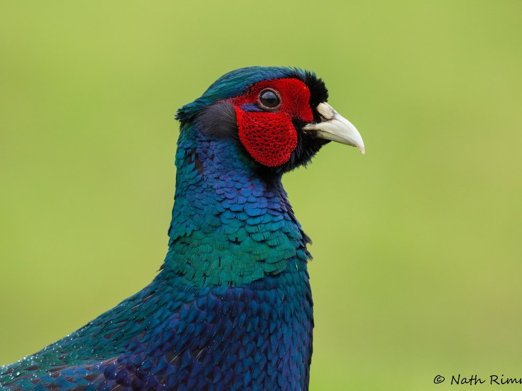 Обои фон, птица, клюв, перья, фазан, background, bird, beak, feathers, pheasant разрешение 4755x3170 Загрузить