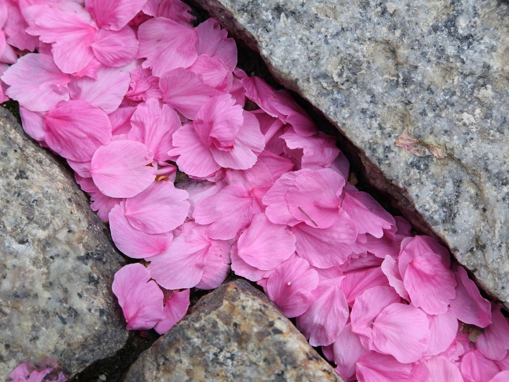 Обои камни, макро, лепестки, розовые, сакура, stones, macro, petals, pink, sakura разрешение 2880x1920 Загрузить