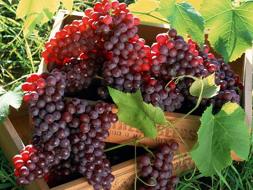 Обои листья, виноград, лоза, ящики, грозди, leaves, grapes, vine, boxes, bunches разрешение 1920x1200 Загрузить