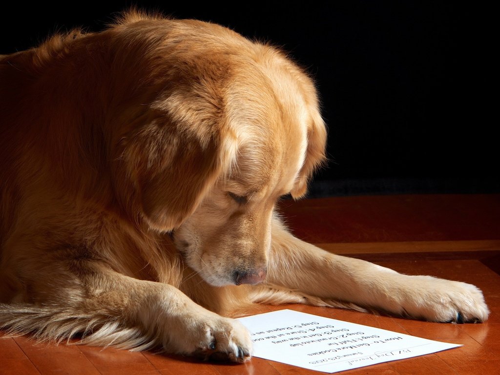 Обои морда, бумага, собака, лист, золотистый ретривер, чтение, face, paper, dog, sheet, golden retriever, reading разрешение 2560x1600 Загрузить