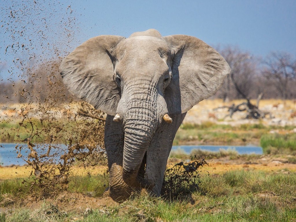 Обои природа, слон, уши, хобот, бивни, nature, elephant, ears, trunk, tusks разрешение 1997x1293 Загрузить