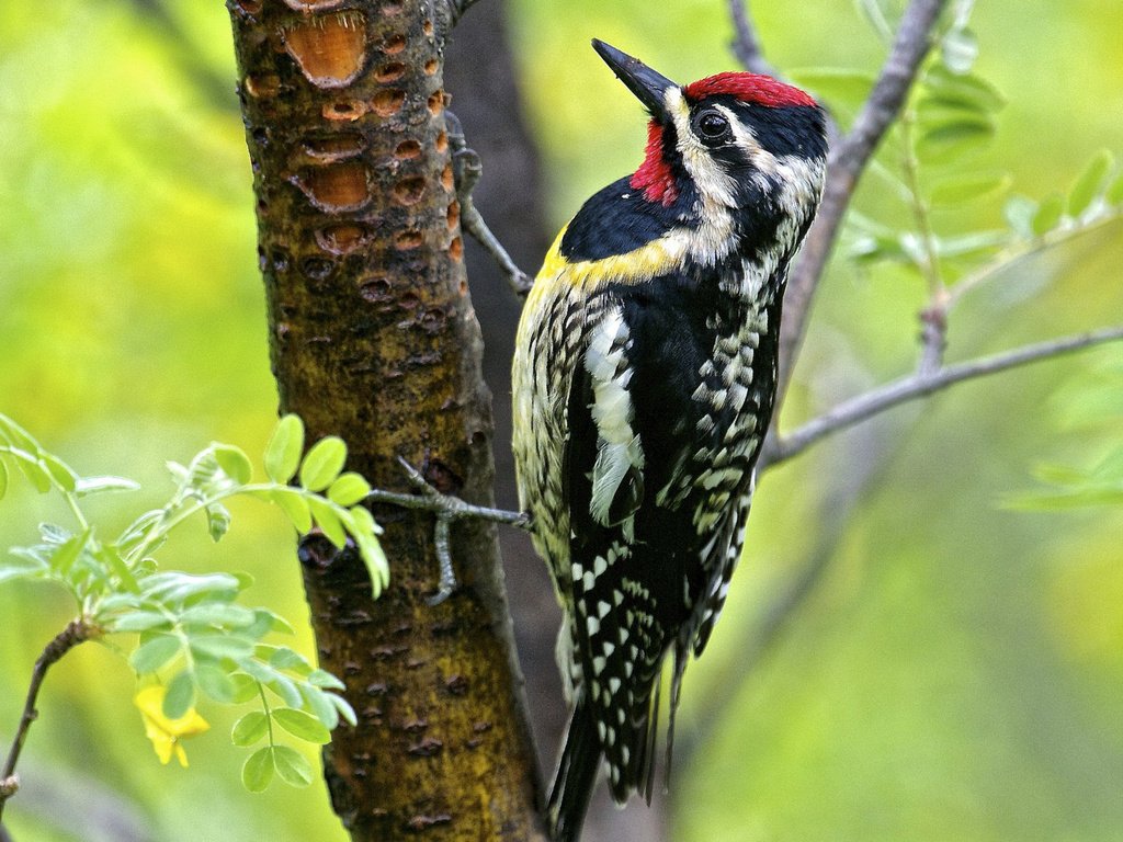 Обои дерево, листья, птица, клюв, перья, дятел, tree, leaves, bird, beak, feathers, woodpecker разрешение 3840x2160 Загрузить