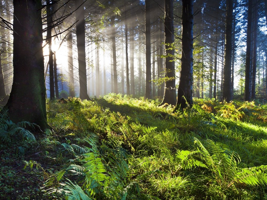 Обои деревья, солнце, зелень, лес, папоротник, солнечные лучи, trees, the sun, greens, forest, fern, the sun's rays разрешение 2880x1920 Загрузить