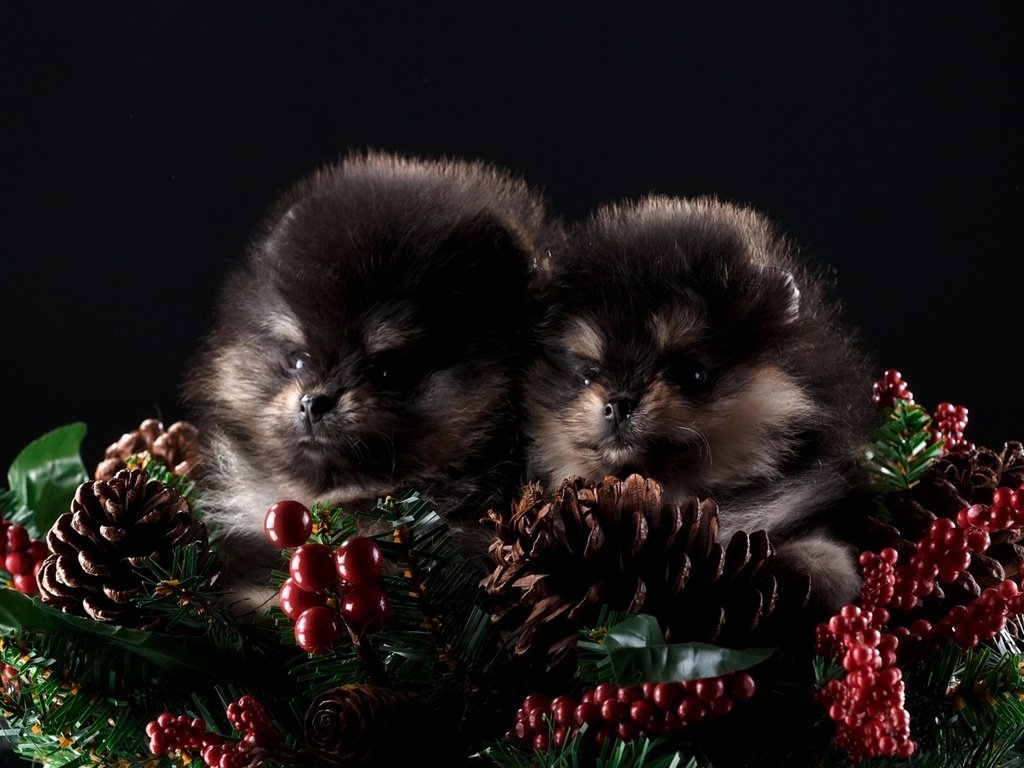 Обои новый год, черный фон, щенки, шишки, собаки, шпиц, шпицы, new year, black background, puppies, bumps, dogs, spitz разрешение 1920x1200 Загрузить