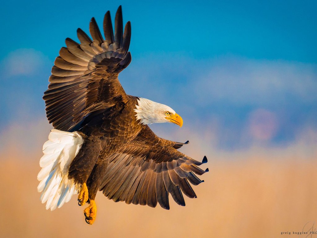 Обои полет, крылья, орел, птица, белоголовый орлан, flight, wings, eagle, bird, bald eagle разрешение 1920x1200 Загрузить