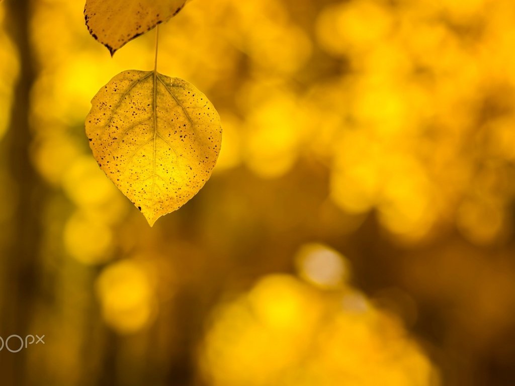Обои природа, листья, макро, фон, осень, nature, leaves, macro, background, autumn разрешение 1920x1200 Загрузить