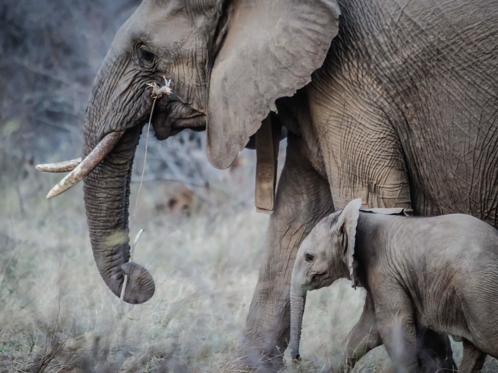 Обои слон, прогулка, слоны, хобот, детеныш, слоненок, бивни, elephant, walk, elephants, trunk, cub, tusks разрешение 5184x3456 Загрузить