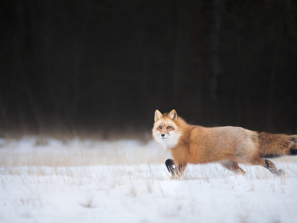 Обои снег, зима, взгляд, лиса, лисица, хвост, snow, winter, look, fox, tail разрешение 1920x1200 Загрузить