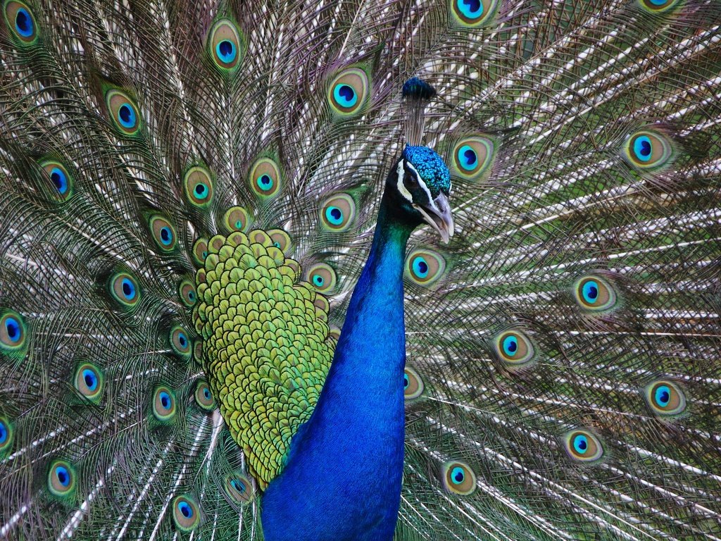 Обои птица, клюв, павлин, хвост, оперение, bird, beak, peacock, tail разрешение 1920x1280 Загрузить