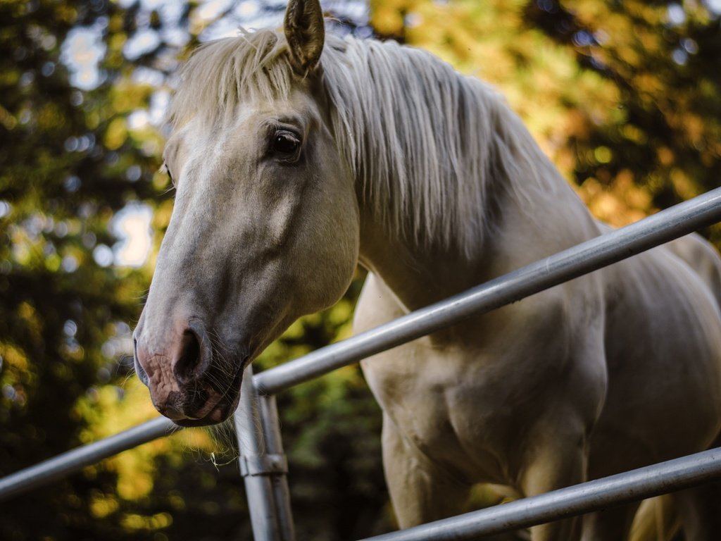 Обои морда, лошадь, деревья, фон, ограждение, конь, грива, face, horse, trees, background, the fence, mane разрешение 2048x1356 Загрузить