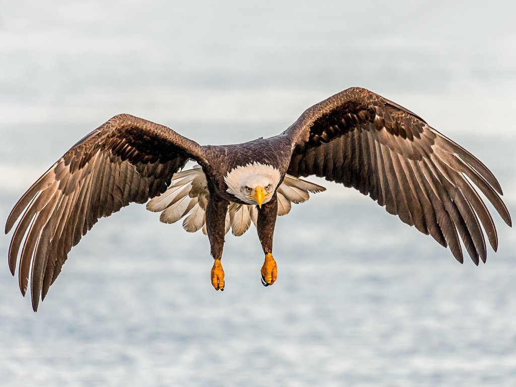 Обои полет, крылья, птица, клюв, белоголовый орлан, flight, wings, bird, beak, bald eagle разрешение 3575x2860 Загрузить