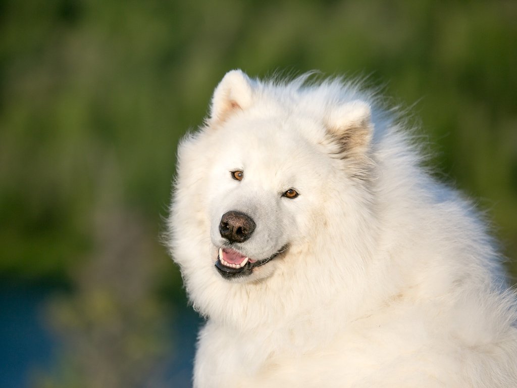 Обои глаза, мордочка, взгляд, собака, самоед, самоедская собака, eyes, muzzle, look, dog, samoyed, the samoyed разрешение 3960x2640 Загрузить