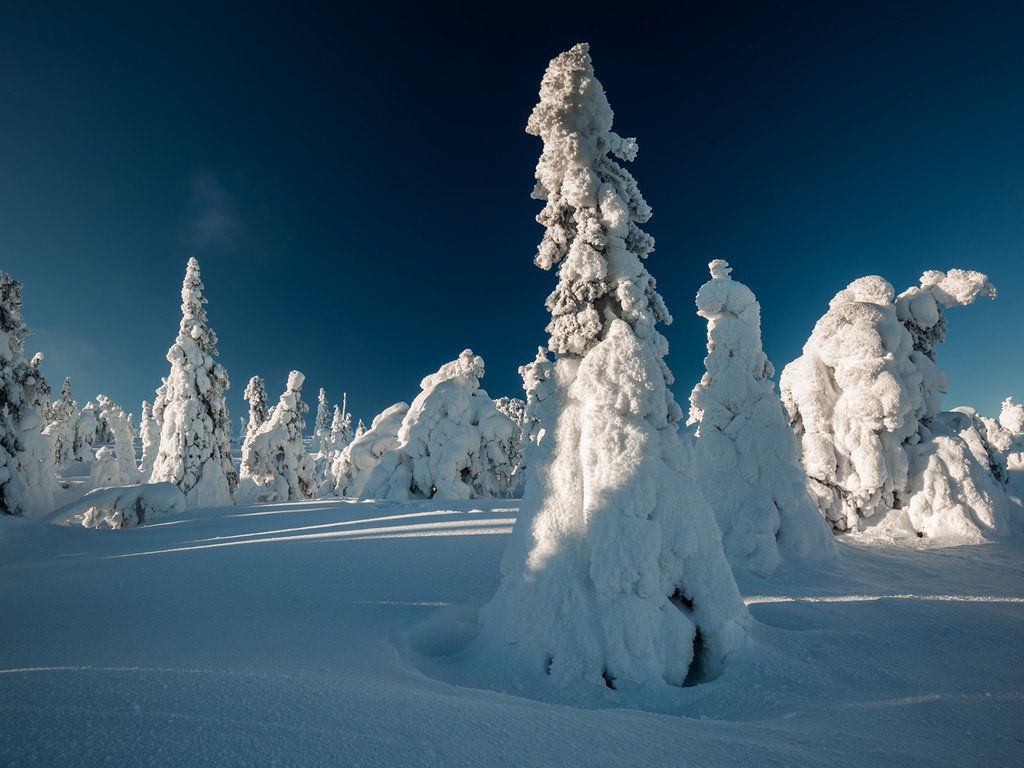 Обои небо, свет, деревья, снег, зима, ели, тени, the sky, light, trees, snow, winter, ate, shadows разрешение 1920x1200 Загрузить