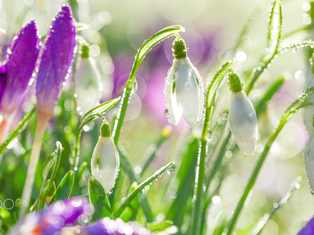 Обои цветы, капли, весна, белые, подснежники, капельки росы, flowers, drops, spring, white, snowdrops, drops of dew разрешение 1920x1200 Загрузить