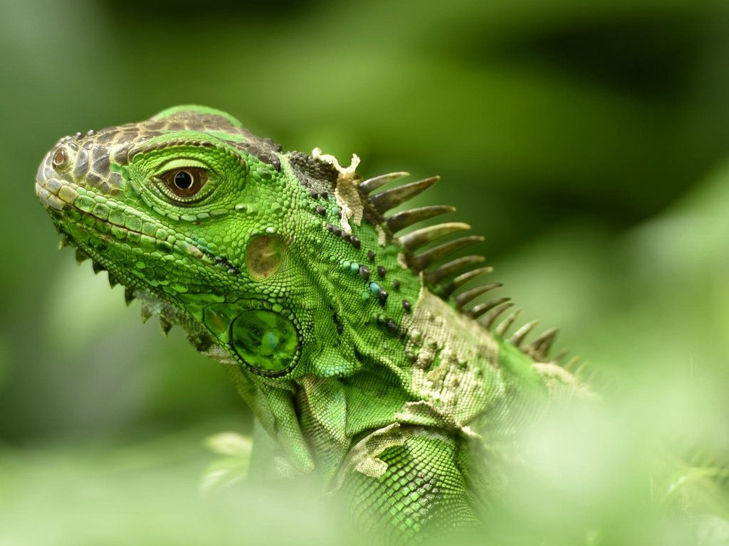 Обои ящерица, рептилия, игуана, боке, lizard, reptile, iguana, bokeh разрешение 2048x1152 Загрузить