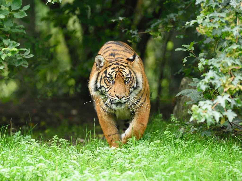 Обои тигр, морда, трава, взгляд, хищник, большая кошка, tiger, face, grass, look, predator, big cat разрешение 1920x1200 Загрузить