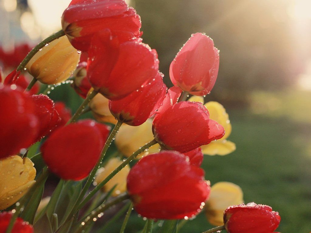 Обои цветы, бутоны, весна, тюльпаны, капельки росы, flowers, buds, spring, tulips, drops of dew разрешение 1920x1200 Загрузить
