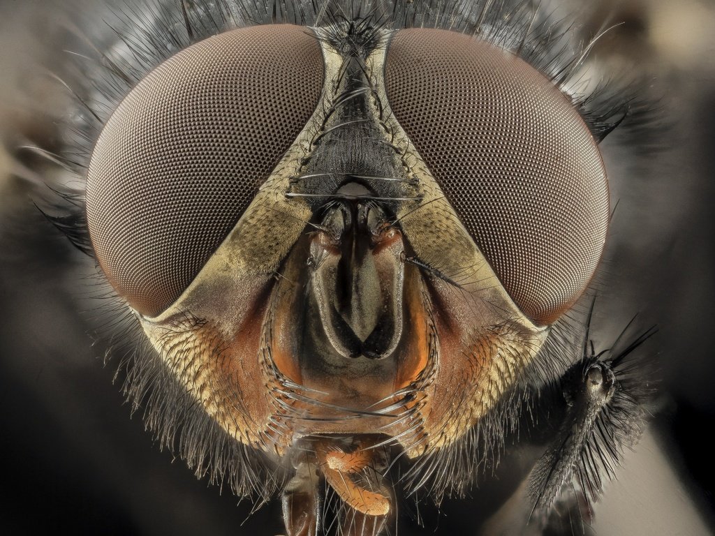 Обои глаза, макро, насекомые, муха, крупным планом, eyes, macro, insects, fly, closeup разрешение 4109x3218 Загрузить