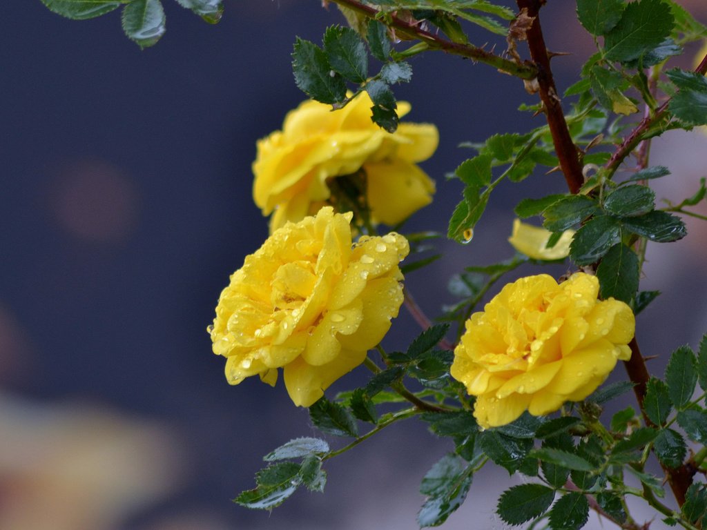 Обои цветы, ветка, капли, розы, жёлтые розы, flowers, branch, drops, roses, yellow roses разрешение 3840x2400 Загрузить