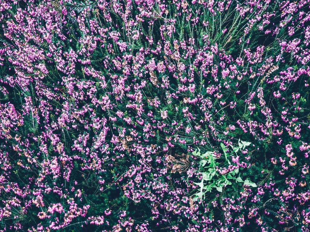 Обои цветы, вид сверху, много, вереск, flowers, the view from the top, a lot, heather разрешение 5963x3975 Загрузить