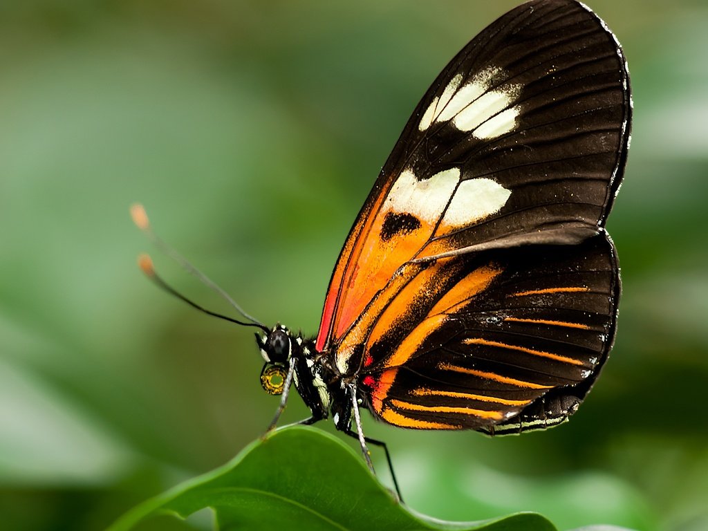 Обои насекомое, бабочка, крылья, крупным планом, геликонида, insect, butterfly, wings, closeup разрешение 2697x4061 Загрузить