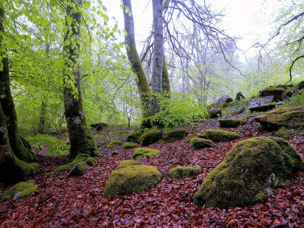 Обои деревья, камни, лес, пейзаж, осень, мох, валуны, осенние листья, trees, stones, forest, landscape, autumn, moss, boulders, autumn leaves разрешение 4288x2848 Загрузить