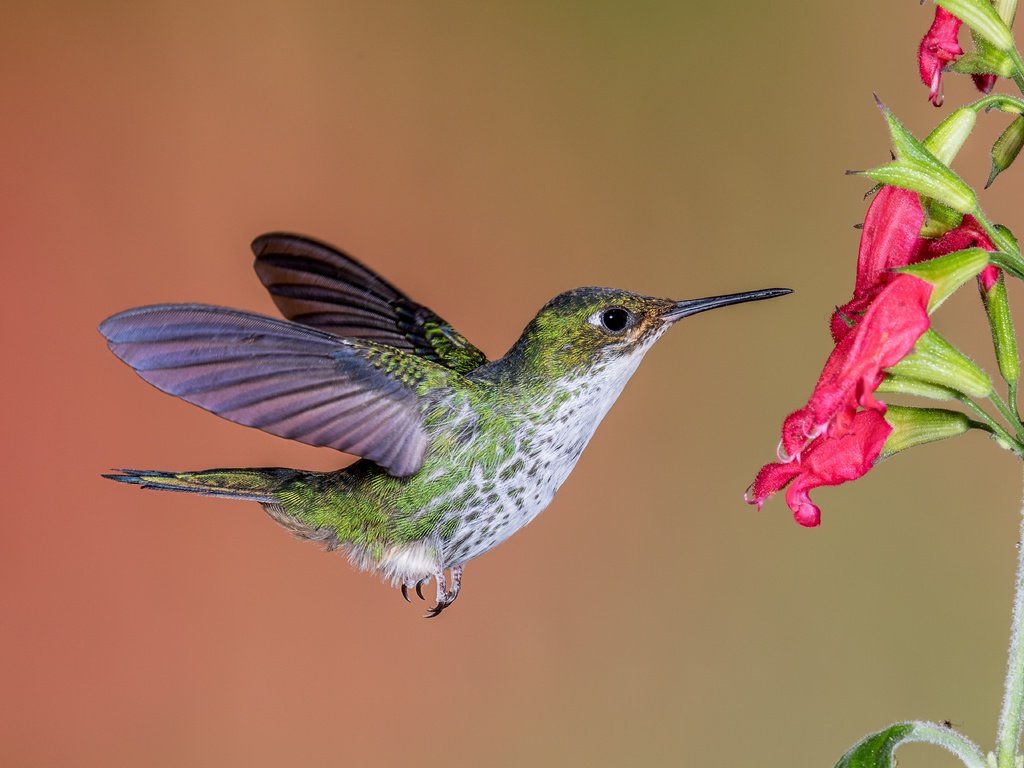 Обои полет, цветок, крылья, птица, клюв, перья, колибри, flight, flower, wings, bird, beak, feathers, hummingbird разрешение 5472x3648 Загрузить