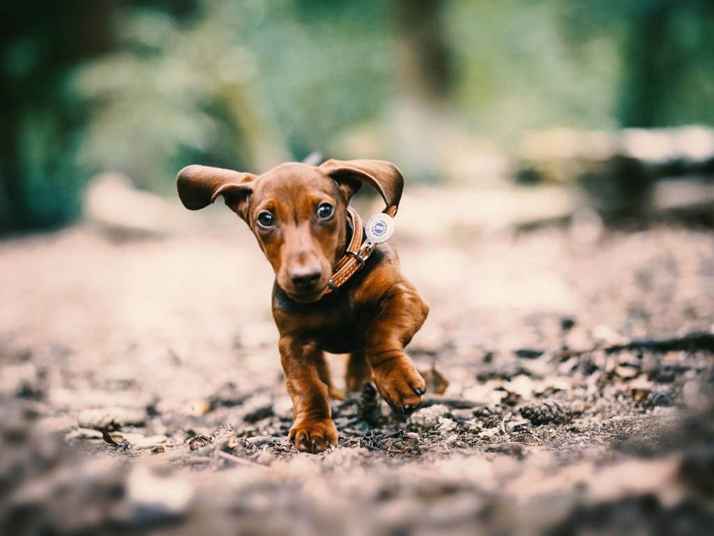 Обои глаза, мордочка, собака, щенок, уши, ошейник, такса, лапки, eyes, muzzle, dog, puppy, ears, collar, dachshund, legs разрешение 2048x1365 Загрузить