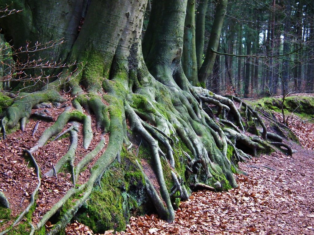 Обои природа, дерево, лес, мох, корни, осенние листья, nature, tree, forest, moss, roots, autumn leaves разрешение 3648x2736 Загрузить