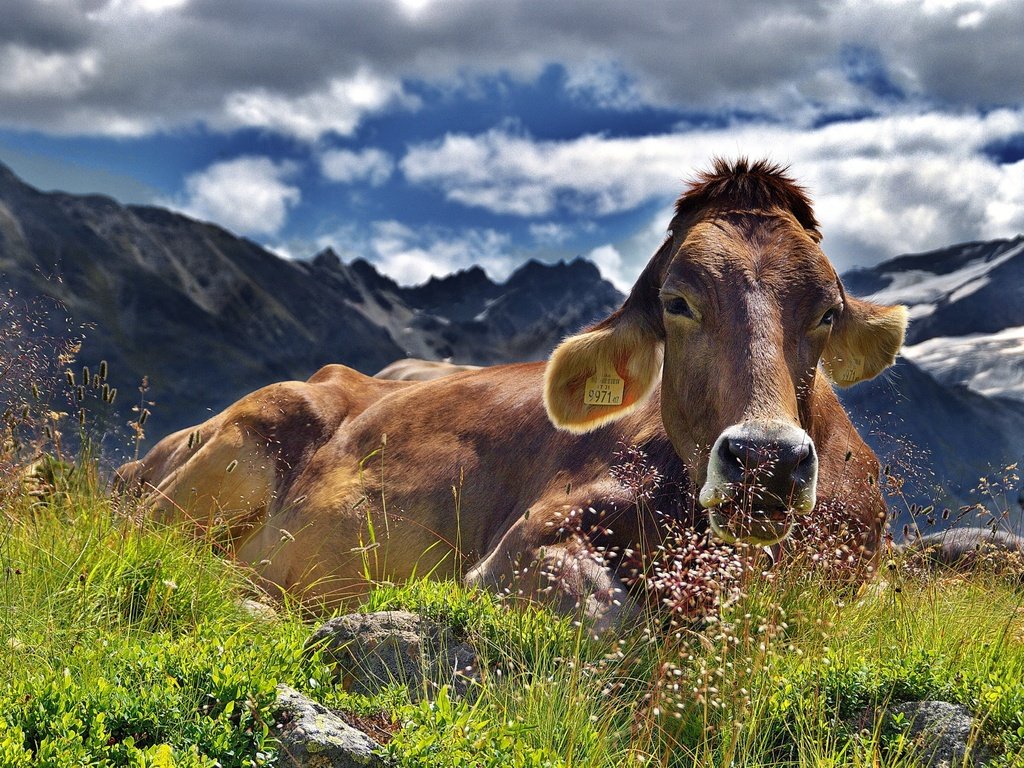 Обои пейзаж, отдых, корова, альпы, домашний скот, крупный рогатый скот, жвачные животные, landscape, stay, cow, alps, livestock разрешение 3463x2597 Загрузить